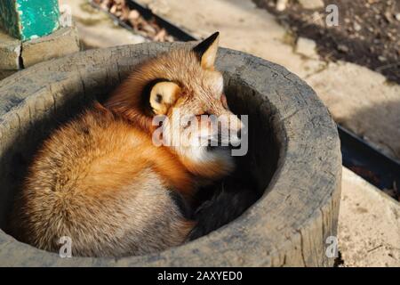 Füchse im Zao Fox Village, Miyagi, Japan Stockfoto