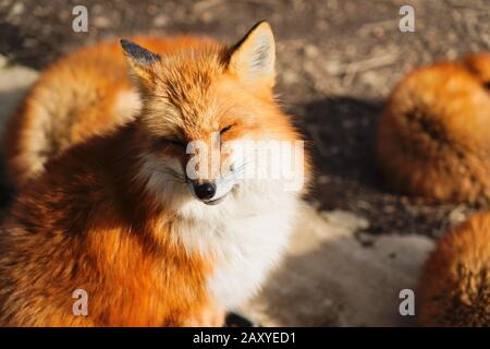 Füchse im Zao Fox Village, Miyagi, Japan Stockfoto