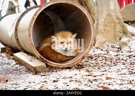 Füchse im Zao Fox Village, Miyagi, Japan Stockfoto