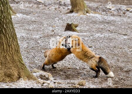 Füchse im Zao Fox Village, Miyagi, Japan Stockfoto