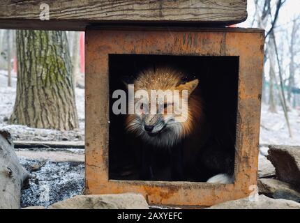 Füchse im Zao Fox Village, Miyagi, Japan Stockfoto