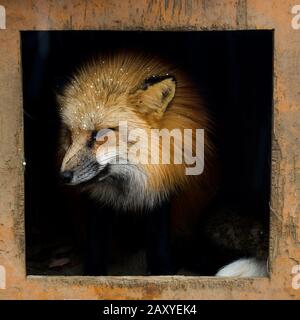 Füchse im Zao Fox Village, Miyagi, Japan Stockfoto