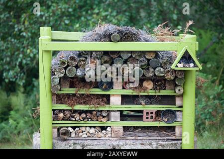 Gartenwanze Stockfoto