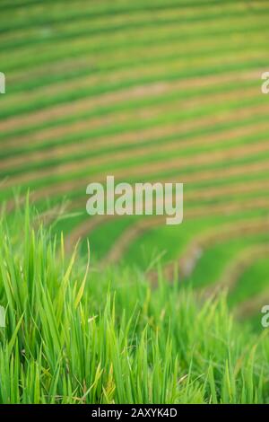 Reis wächst langsam auf den Longji-Reisterrassen, im Nordosten des Autonomen Gebiets Guangxi Zhuang Stockfoto