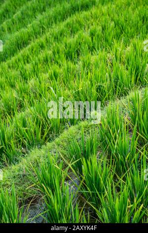 Reis wächst langsam auf den Longji-Reisterrassen, im Nordosten des Autonomen Gebiets Guangxi Zhuang Stockfoto