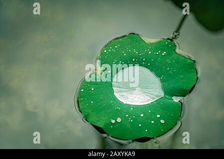 Große Wassertropfen im großen grünen Blatt einer lotusblüte, die in einem Teich im Lotus Lianhu Park, Xian, China wächst Stockfoto