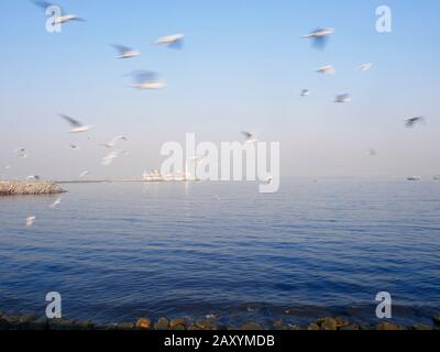 BLICK AUF HAJI ALI, MIT MEERESMÖWEN IM VORDERGRUND, MUMBAI, MAHARASHTRA, INDIEN, ASIEN Stockfoto