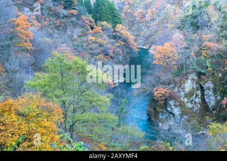 Herbstliche Farben entlang des Flusses Sho, Ainokura, Gokayama, Präfektur Toyama, Japan Stockfoto