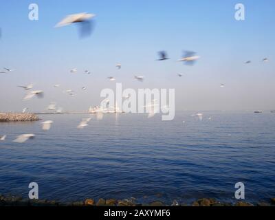 BLICK AUF HAJI ALI, MIT MEERESMÖWEN IM VORDERGRUND, MUMBAI, MAHARASHTRA, INDIEN, ASIEN Stockfoto