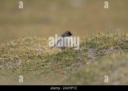 Brandts Bergfinch, Leucosticte brandti, Ladakh, Jammu und Kashmir, Indien Stockfoto