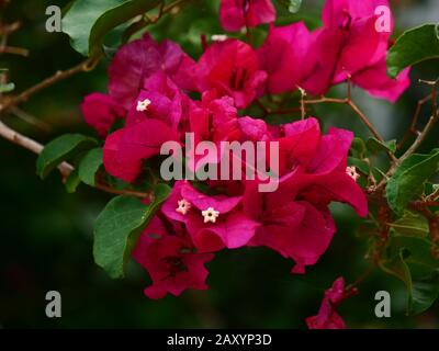 Nahaufnahme der roten Bougainvillea-Blume in Perth, Western Australia. Stockfoto