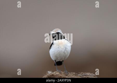 Desert wheatear Male, Oenanthe deserti, Ladakh, Jammu und Kashmir, Indien Stockfoto