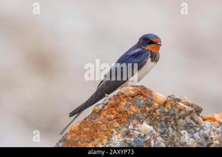 Barn Swallow, Hirundo rustica, Ladakh, Jammu und Kashmir, Indien Stockfoto