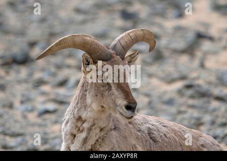 Blaues Schaf oder Bharal, Pseudois nayaur, Ladakh, Jammu und Kashmir, Indien Stockfoto