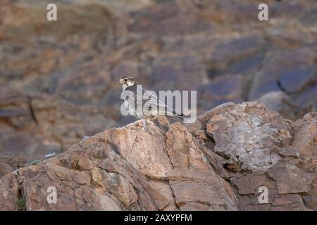 Saker Falcon, Falco Cherrug, Ladakh, Jammu und Kashmir, Indien Stockfoto