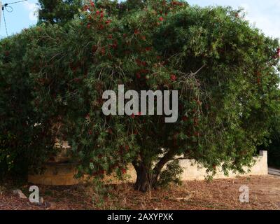 Bottlebürstenbaum oder Kallistemon am Straßenrand im Vorort Beldon, Perth, Western Australia. Stockfoto