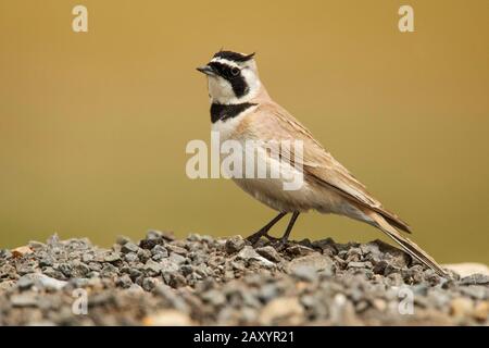 Horned Lark, Eremophila alpestris, Ladakh, Indien Stockfoto