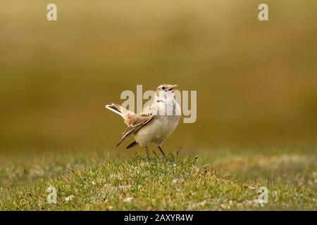 Tibetischer Lark, Melanocorypha maxima, Ladakh, Indien Stockfoto