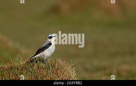 Northern Wheatear or wheatear, Oenanthe oenanthe, Male, Ladakh, Indien Stockfoto