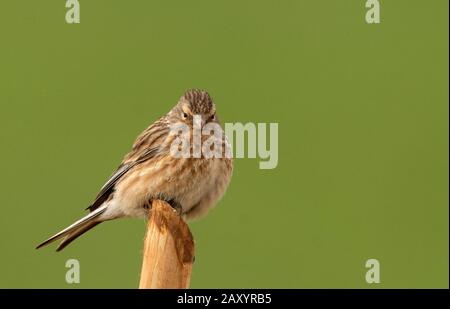 Twite, Linaria flavirostris, Ladakh, Indien Stockfoto