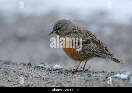 Alpine Accentor, Prunella collaris, Ladakh, Indien Stockfoto