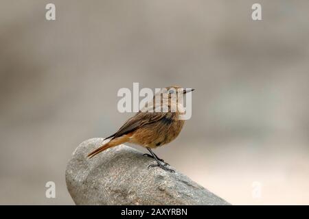 Schwarzer Redstart Juv, Phönikurus ochruros, Ladakh, Indien Stockfoto