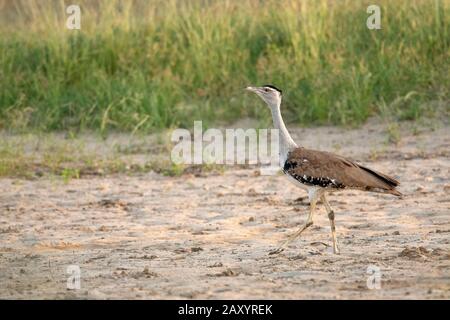 Großer indischer Bustard, Ardeotis nigriceps, Weiblich, vom Aussterben bedrohte Arten, Desert National Park, Rajasthan, Indien. Nur 150 in freier Wildbahn geschätzt Stockfoto