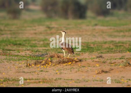 Great Indian Bustard, Ardeotis nigriceps, Männlich, vom Aussterben bedrohte Arten, Desert National Park, Rajasthan, Indien nur 150 in freier Wildbahn geschätzt Stockfoto