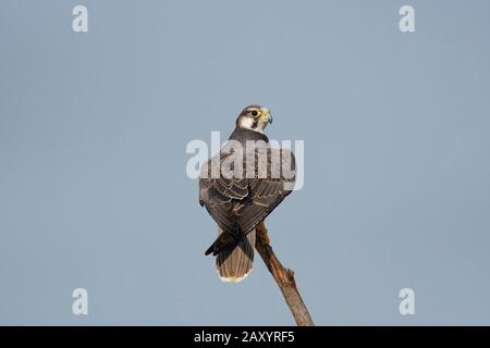 Laggar Falcon, Falco Jugger, Desert National Park, Rajasthan, Indien Stockfoto