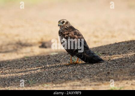 Montagu's Harrier, Circus pygargus, Female, Desert National Park, Rajasthan, Indien Stockfoto