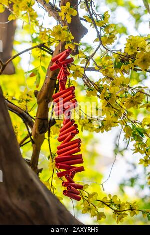 Rote Feuernacker hängen an gelbem Aprikosenblütenbaum - Tet Holiday Stockfoto