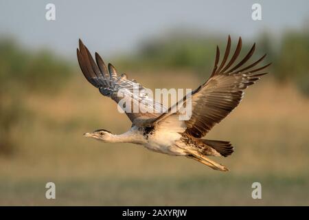 Großer indischer Bustard, Ardeotis nigriceps, Weiblich, vom Aussterben bedrohte Arten, Desert National Park, Rajasthan, Indien nur 150 in freier Wildbahn geschätzt Stockfoto