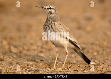 Größere Hoopoe-Lark, Alaemon alaudipes, Desert National Park, Rajasthan, Indien Stockfoto