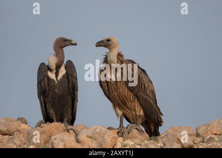 Wildgeier, Griffon Geier, Gyps bengalensis, Desert National Park, Rajasthan, Indien Stockfoto