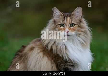 Ein wunderschönes norwegisches Waldkatzenweibchen mit Alarmausdruck, das im Sommer draußen sitzt Stockfoto