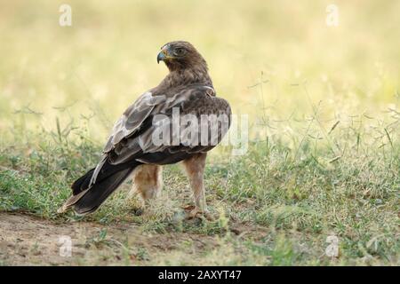 Booted Eagle, Dark-Morph, Hieraaetus pennatus, auch als Aquila pennata, Desert National Park, Rajasthan, Indien klassifiziert Stockfoto