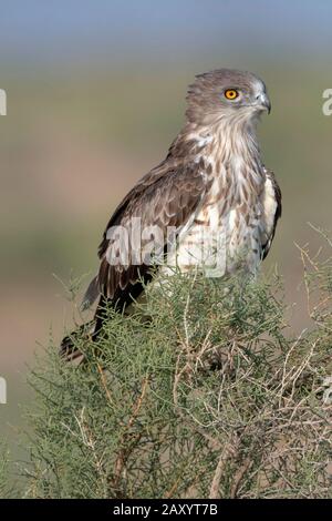 Kurzgetohrter Schlangenadler, Circaetus gallicus, Desert National Park, Rajasthan, Indien Stockfoto