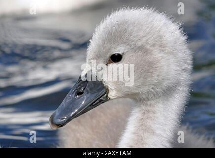 Dreiwöchiger alter stumm geschwächter Schwan cygnet mit flauschigen, grauen Federn und schwarzen Schnäbeln, stumme Schwanenzygnäste werden im Alter von etwa drei Jahren ganz weiß. Stockfoto