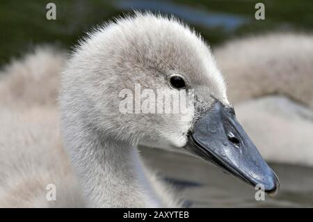 Dreiwöchiger alter stumm geschwächter Schwan cygnet mit flauschigen, grauen Federn und schwarzen Schnäbeln, stumme Schwanenzygnäste werden im Alter von etwa drei Jahren ganz weiß. Stockfoto