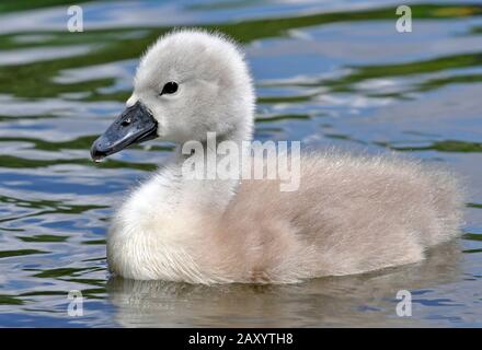 Dreiwöchiger alter stumm geschwächter Schwan cygnet mit flauschigen, grauen Federn und schwarzen Schnäbeln, stumme Schwanenzygnäste werden im Alter von etwa drei Jahren ganz weiß. Stockfoto