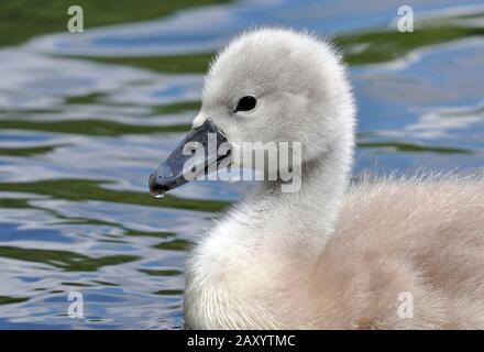 Dreiwöchiger alter stumm geschwächter Schwan cygnet mit flauschigen, grauen Federn und schwarzen Schnäbeln, stumme Schwanenzygnäste werden im Alter von etwa drei Jahren ganz weiß. Stockfoto