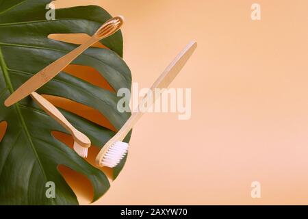 Holz-Bambus-Zahnbürsten im Flug auf einem Hintergrund von grünem Pflanzenmonstera-Blatt mit Kopierraum. Stockfoto