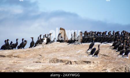 Cape Cormorants und Cape Fur Robben auf Seal Island in False Bay, Südafrika Stockfoto