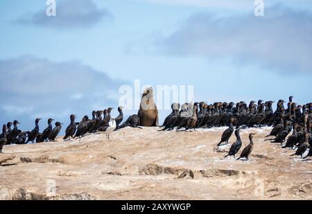 Cape Cormorants und Cape Fur Robben auf Seal Island in False Bay, Südafrika Stockfoto