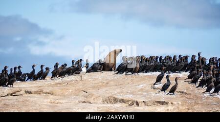 Cape Cormorants und Cape Fur Robben auf Seal Island in False Bay, Südafrika Stockfoto