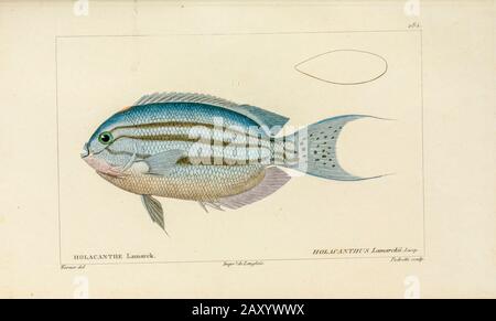 Holacanthus von der Histoire naturelle des poissons (Naturgeschichte des Fischs) ist eine 22-bändige Behandlung der Ichthyologie, die von dem französischen Savanten Georges Cuvier (1769-1832) und seinem Schüler und Nachfolger Achille Valenciennen (1794-1865) in den Jahren 1828-1849 veröffentlicht wurde. Stockfoto