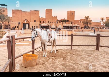 Stall mit reinrassigen arabischen Pferden in der Nähe eines alten Dorfes in der Wüste Sands. Stockfoto