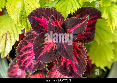 Die violetten und grünen Blätter eines Coleus Stockfoto