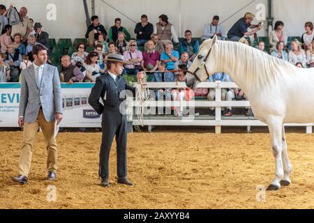 Verschiedene Pferdeveranstaltungen finden statt, darunter die Pferdedisziplin auf der jährlichen Pferderennausstellung Jerez (Feria de Caballo), Jerez de la Frontera, Andalusien, Spanien Stockfoto