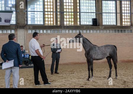 Verschiedene Pferdeveranstaltungen finden statt, darunter die Pferdedisziplin auf der jährlichen Pferderennausstellung Jerez (Feria de Caballo), Jerez de la Frontera, Andalusien, Spanien Stockfoto